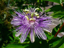 Organic Maypop Purple Passion Seeds, Passiflora Incarnata, Edible Fruit,Tracking