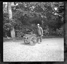 N134 Homme, brouette, plantes, jardin. France, 1920. Photo négatif 6x6. 