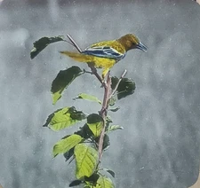 Baltimore Oriole (Female), c1940 Magic Lantern Glass Slide
