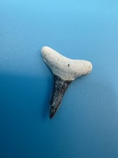 Lemon Shark Tooth Bone Valley Real