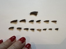 (15) Unidentified Small Cretaceous Age Claws and Partials-dinosaur age fossil