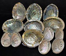 Large Lot Of Abalone Shells Natural Paua Rainbow Sea Green Blue Shell Beach