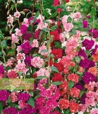 1500 SEEDS - mountain garland, CLARKIA, GroCo - BUY ANY 15-SHIPS FREE