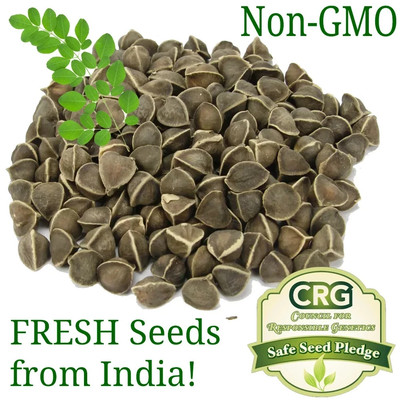 Organic Moringa Seeds | Moringa Oleifera | Dried, Non GMO, Edible,Planting