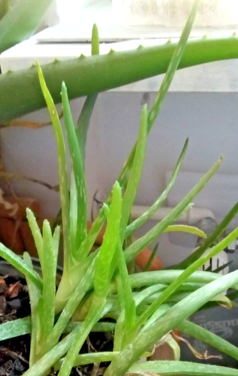 Aloe Vera Ableger online kaufen | eBay.de