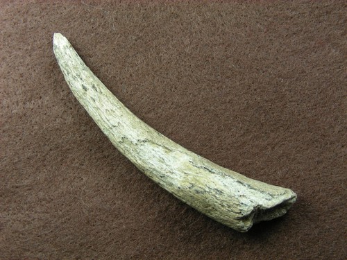 Auténticos artefactos indios ANTLER FLAKER 3-3/8" KANSAS