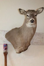 Whitetail Deer Head Shoulder Mount Taxidermy Mount Antler Hunt Rack Mule Hide