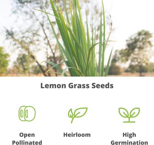 High Germination Rate Lemongrass Seeds - 250 Mg Heirloom for Delicious Flavors - Picture 7 of 11