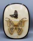 CABINET DE CURIOSITES - PAPILLONS ATTOCAS ATLAS BYASA POLYEUCTES TERMESSUS