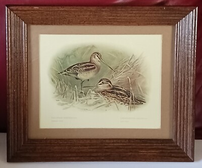 Print Jack Snipe Gallinago Scolopacina And Limnocryptes Gallinula Vintage Framed