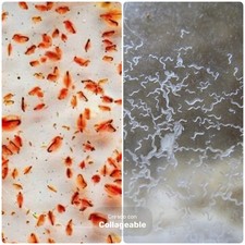 200 Live Daphnia Magna Culture  Live Microworm Starter Live Food Freshwater