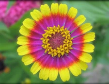 100+ Painted Mix Daisy Seeds | Colorful Rings Rainbow Paper Wild Flower Seed 20