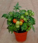 SEED- Micro Cherry Raspberry Ruffles Tomato Container Potted Dwarf Plants Unique