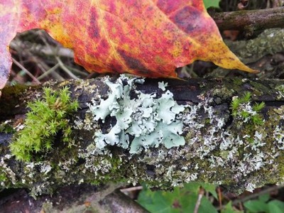 Foto 12x8 Logland Nature Reserve, Kingston upon Hull Ganstead Unidentifie c2014