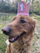 Dog birthday Crown Hat, Dog Glitter Crown, Dog Photo Prop, Birthday Party Hat