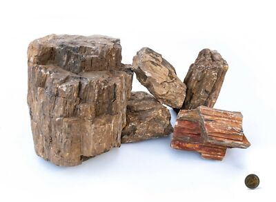 Aquarium Natursteine - Versteinertes Holz - petrified Wood Stone Woodstone 
