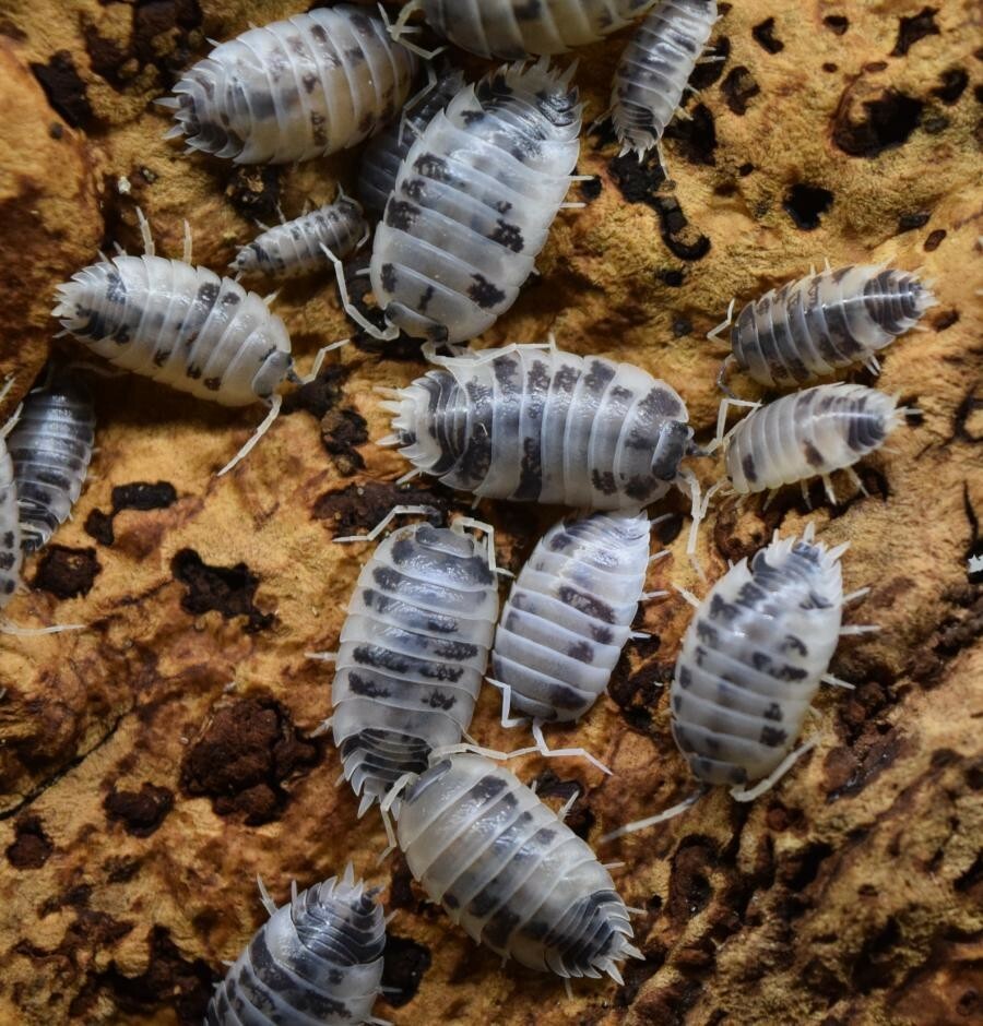 Porcellio Laevis DAIRY COW X15 Woodlice Isopods BioActive Livefood