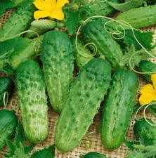 Cucumber Seeds BURPLESS BUSH SLICER F1, Containers, Vine Fast Non-GMO 60  Seeds