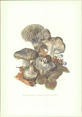 Pilze - Claus Caspari : März-Schneckling. Hygrophorus marzuolus (Fr.) Bres. Offs