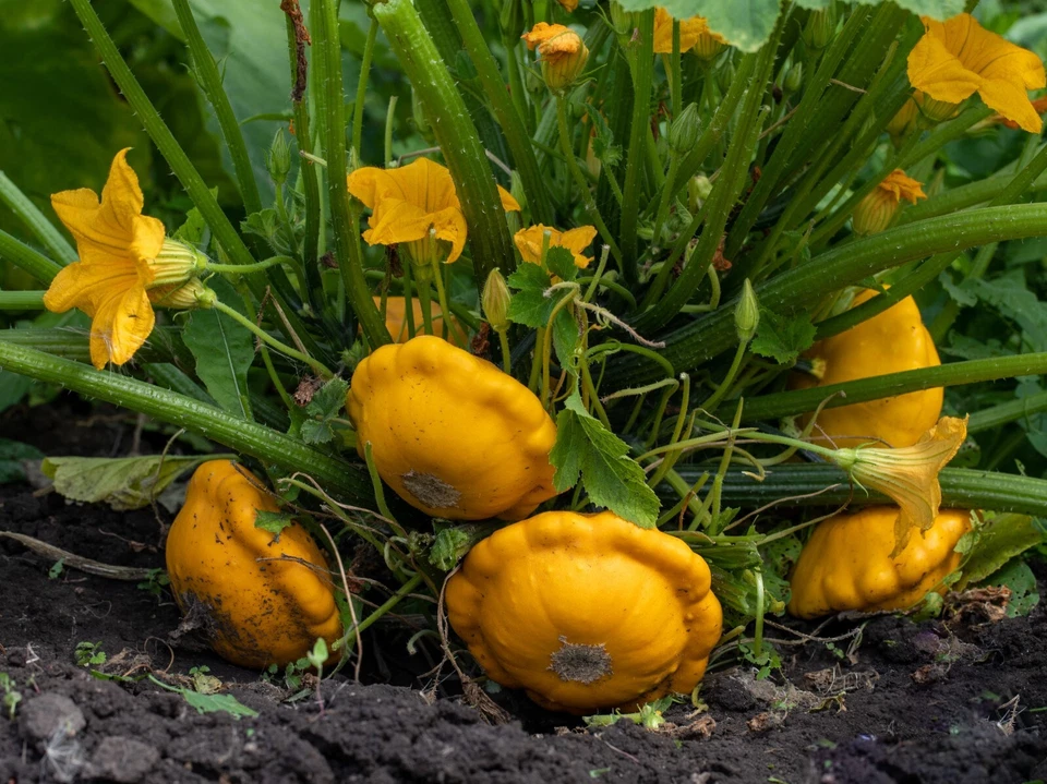 Squash GOLDEN SCALLOPINI 7 Seeds HEIRLOOM vegetable garden COMPACT EASY GROW veg - image 4 of 4