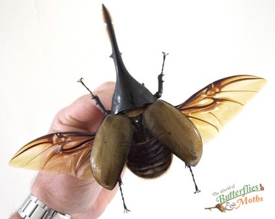 Dynastes Hercules Lichyi Käfer *Flügel offen* SET x1 A1 - Entomologie Insekt D1