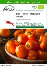 SAFLAX - BIO - Piment - Habanero orange - 20 graines - Avec substrat - Capsicum