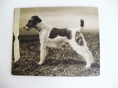 black and white wire haired terrier
