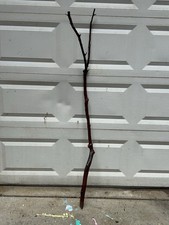 Large Manzanita Branch