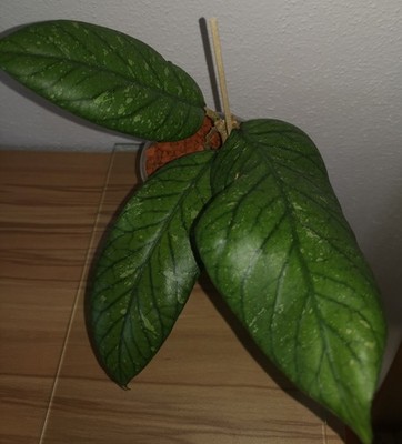 Hoya Sp. Bengkulu 