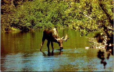 MOOSE Drinking HIDEAWAY LODGE Emo ONTARIO Canada animal c1975 Postcard