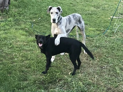 Dog Fighting Fears Staffy Owner Wants Gumtree Free Dog Ads Stopped