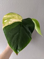 Monstera AUREA Marmorata, BASE Cutting Plant, new Leave reverted, FREE