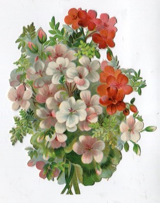 Oblate scrap die cut chromo   Blumenstrauß Geranien Farn 16  cm