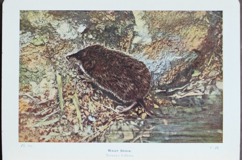 Rare Antique Old Book Mammals Reptiles Amphibians British Isles 1921 Illustrated - Picture 12 of 24