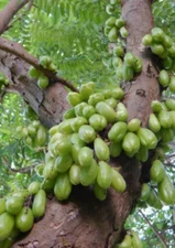 10x Fresh Averrhoa Bilimbi Seeds, Tropical exotic fruit tree. Fruits in 3 yrs!