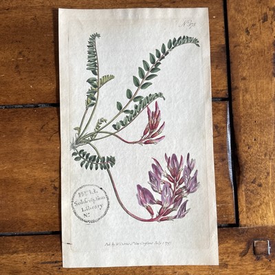 1797 MILK VETCH ASTRAGALUS Curtis Antique Botanical Vintage Wild Flower 375 Rare