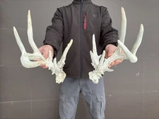 Crazy Cactus Buck Whitetail Deer Antlers Sheds Horns Rustic taxidermy crafting