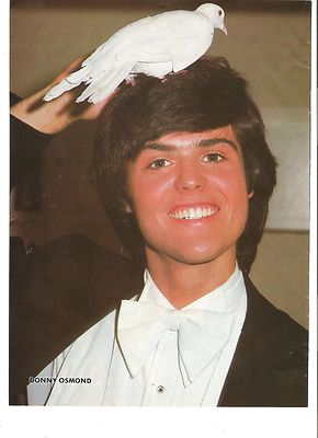 The OSMONDS bird man Donny magazine PHOTO / Pin Up /Poster 11x8 inches