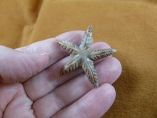 Y-STA-14 little tan Starfish marine sea star stone carving SOAPSTONE love stars