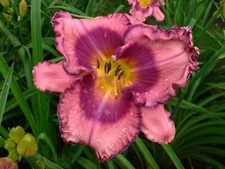 Daylily - MELANCHOLY SUMMER - (Selman 2024)