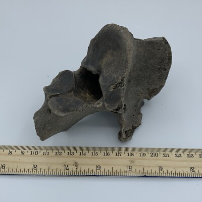 BISON VERTEBRA FOSSIL Holocene Bison Buffalo R9
