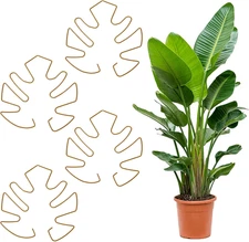 4Pcs Plant Stem Support, Plant Supports for Indoor Plants Durable Iron Pothos Pl