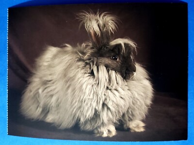 Postcard Angora Rabbit Blue Doe
