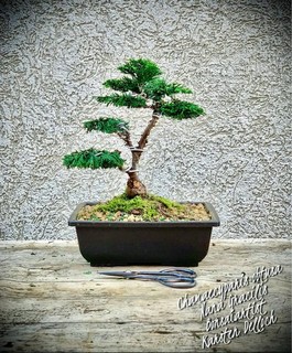 Chamaecyparis obtusa "Nana Gracilis" Hinociprés japonés BONSAI