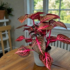 Iresine Herbstii Red Redstar in 13cm Pot - Easy Care Bloodleaf Indoor Houseplant