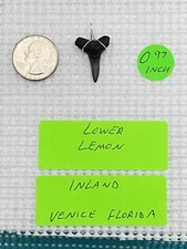 FOSSILIZED 0.97 INCH LOWER LEMON SHARK TOOTH PENDANT