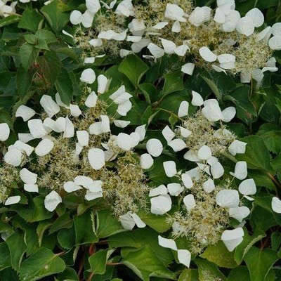 SCZPRC1006101 Flirty Girl False Hydrangea-Vine Live Plant, 1 Gallon, White Fl...