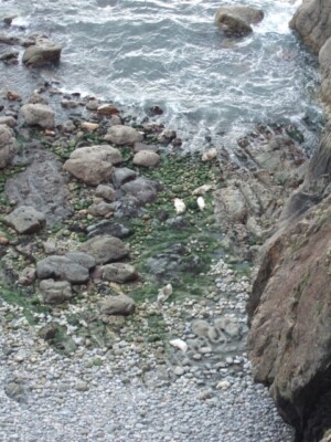 Foto 6x4 Robben in Porth Jeffery Haven Point\/SM7509 Es gibt mehrere ba c2009