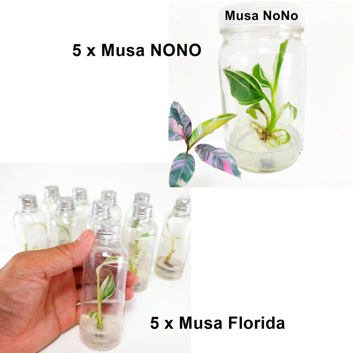 落葉樹 2025.07.25 Florida variegated. MonsteraX Auctions | Musa florida variegated banana x29a
