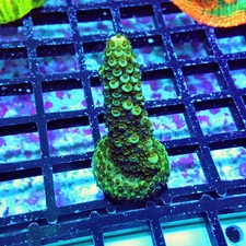 WYSIWYG - Acro Frag Aquaculture